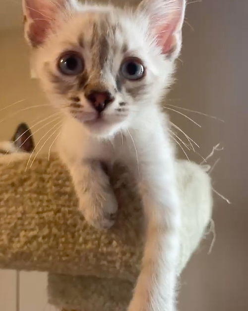 Pretzel