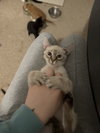 Pretzel