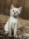 Carl