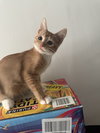 Garfield