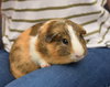 Miso