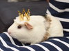 Edamame & Wasabi - adoption pending