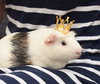 Edamame & Wasabi - adoption pending