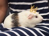 Edamame & Wasabi - adoption pending