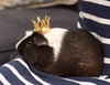 Edamame & Wasabi - adoption pending