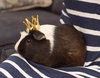 Edamame & Wasabi - adoption pending