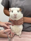 Edamame & Wasabi - adoption pending