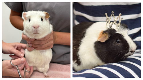 Edamame & Wasabi - adoption pending