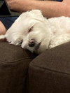 Herbie