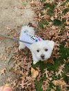 Herbie