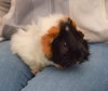 Laszlo & Nandor (8 weeks old!)