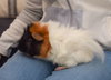 Laszlo & Nandor (8 weeks old!)