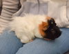Laszlo & Nandor (8 weeks old!)