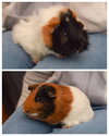 Laszlo & Nandor (8 weeks old!)
