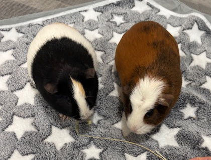 Spice & Coco