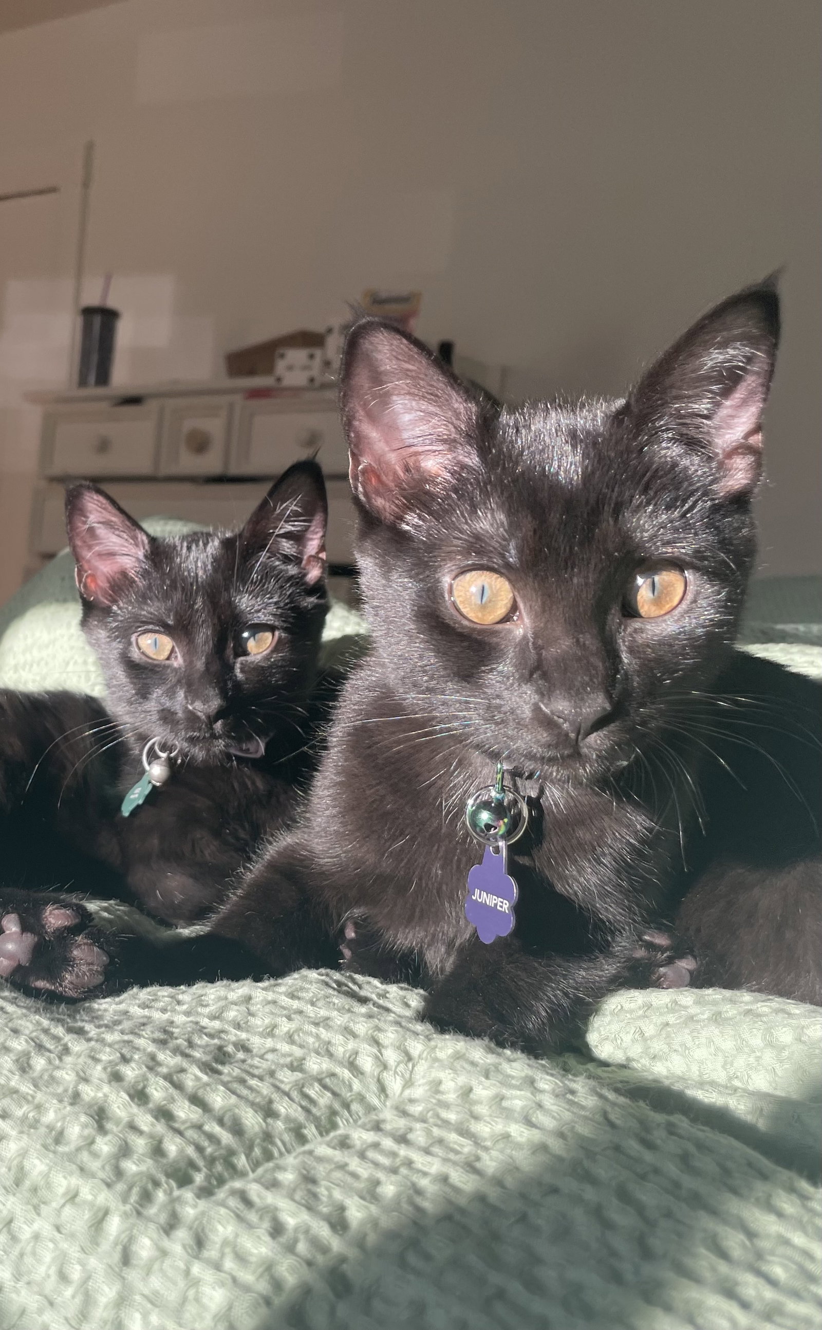Arson and Juniper (PLACEMENT NEEDED BY 1/16) Image