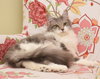 Soda Pop - adoption pending