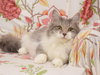 Soda Pop - adoption pending