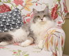 Soda Pop - adoption pending