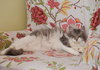 Soda Pop - adoption pending