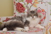 Soda Pop - adoption pending