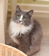 Derpy - adoption pending