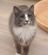 Derpy - adoption pending
