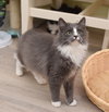 Derpy - adoption pending