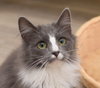 Derpy - adoption pending