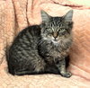 Saja - Adoption Pending
