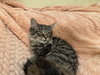 Saja - Adoption Pending