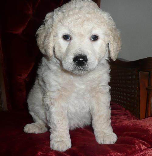 Doug