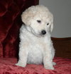Doug