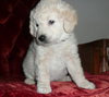 Doug