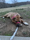 Rylie
