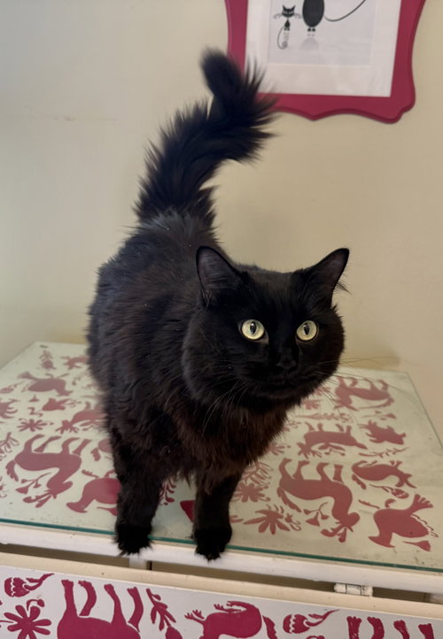 Hera, an adoptable Maine Coon in West Grove, DE