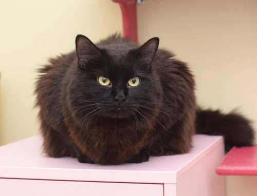 Hera - SUPER FRIENDLY!, an adoptable Maine Coon in West Grove, DE
