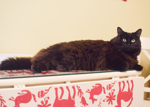 Hera, Adult Maine Coon (long coat), cat for adoption in Lancaster, Pennsylvania