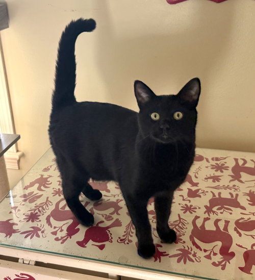Zeus, an adoptable Bombay in West Grove, DE