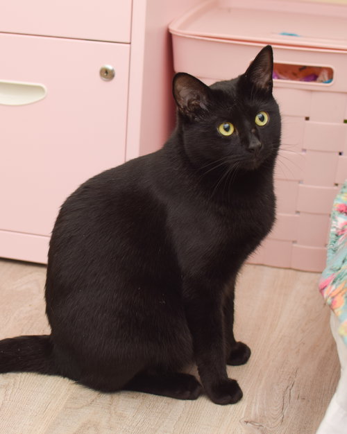 Zeus, Young Bombay (short coat), cat for adoption in Lancaster, Pennsylvania