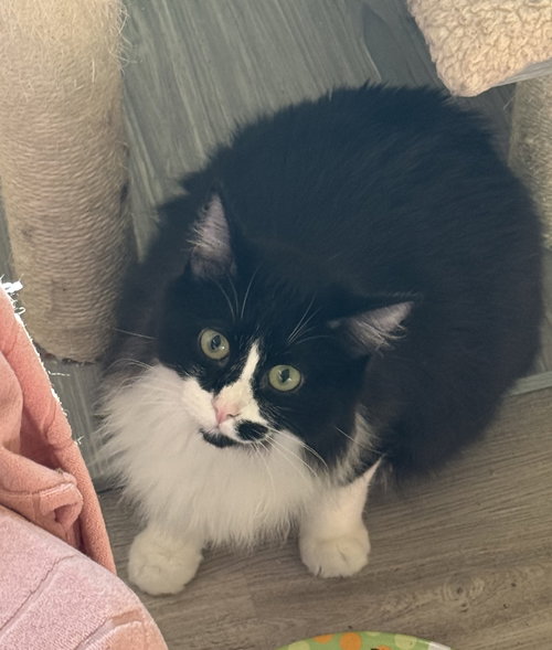 Hades, an adoptable Maine Coon in West Grove, DE