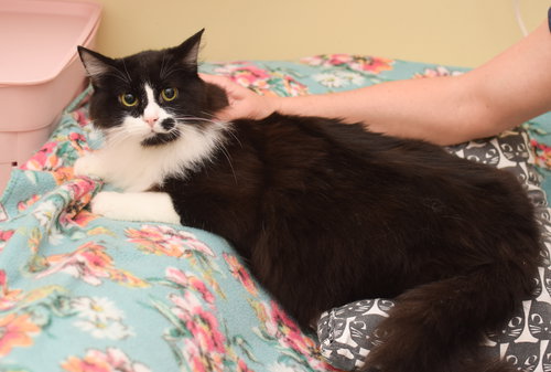Hades, Young Maine Coon (long coat), cat for adoption in Lancaster, Pennsylvania