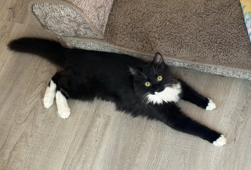 Athena, an adoptable Maine Coon in West Grove, DE