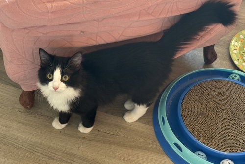 Hestia, an adoptable Maine Coon in West Grove, DE