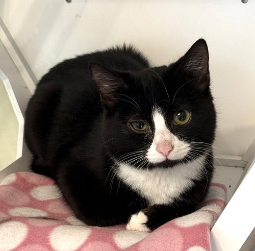 Hermes, an adoptable Domestic Short Hair in West Grove, DE
