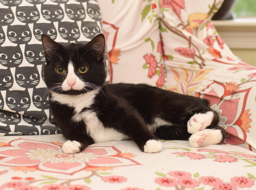 Hermes, Baby Domestic Short Hair / Tuxedo / Mixed (short coat), cat for adoption in Lancaster, Pennsylvania