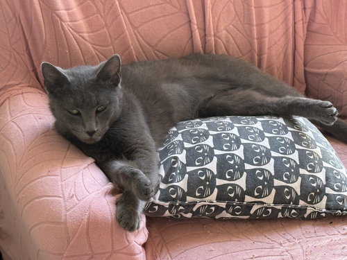 Poseidon, an adoptable Russian Blue in West Grove, DE
