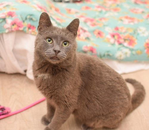 Poseidon, Young Russian Blue / Mixed (short coat), cat for adoption in Lancaster, Pennsylvania