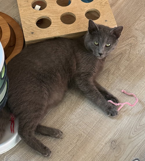 Apollo, an adoptable Russian Blue in West Grove, DE