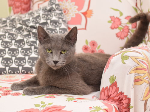 Apollo, Young Russian Blue / Mixed (short coat), cat for adoption in Lancaster, Pennsylvania